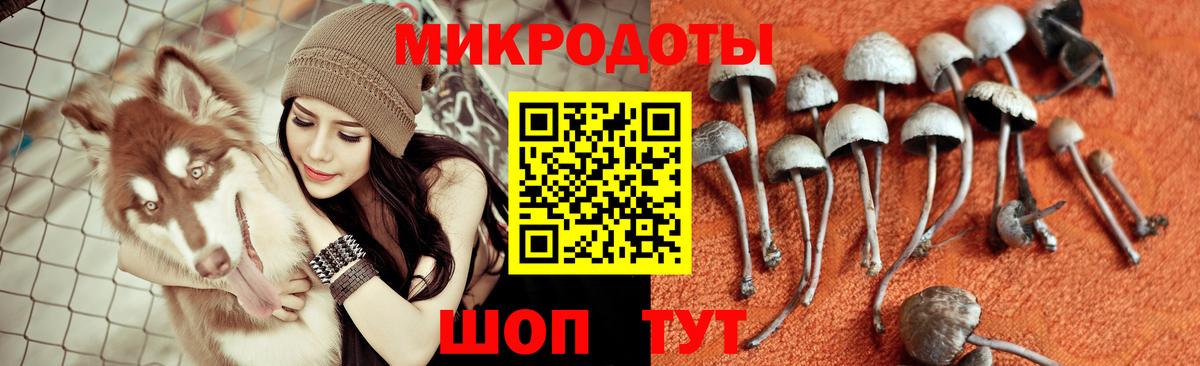 Галлюциногенные грибы Cubensis Гуково